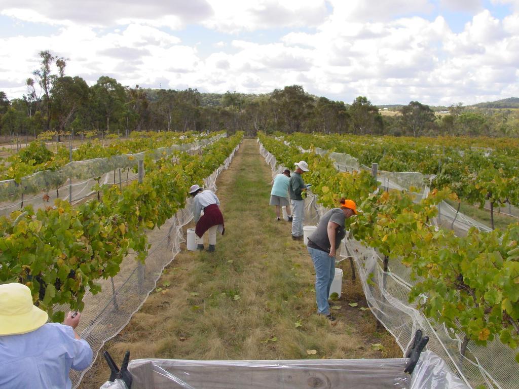 Fergies Hill Spa Cottage @ Granite Ridge Wines Ballandean Luaran gambar